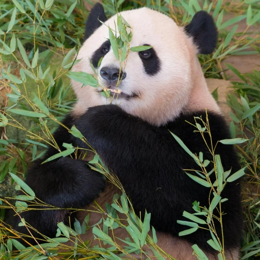 chengdu