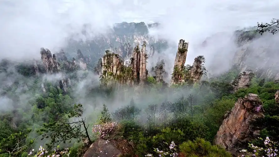 Tianzi Mountain sea of clouds at sunrise with sandstone peaks emerging from mist