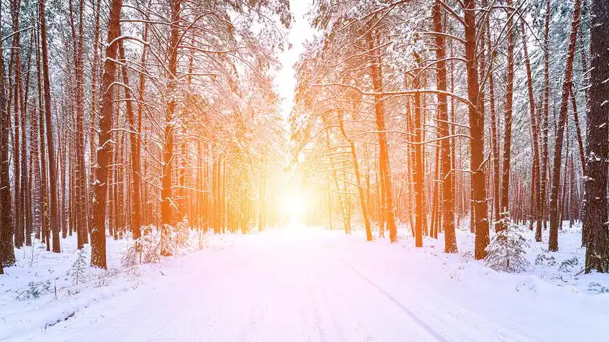 Travel through the snowy forest