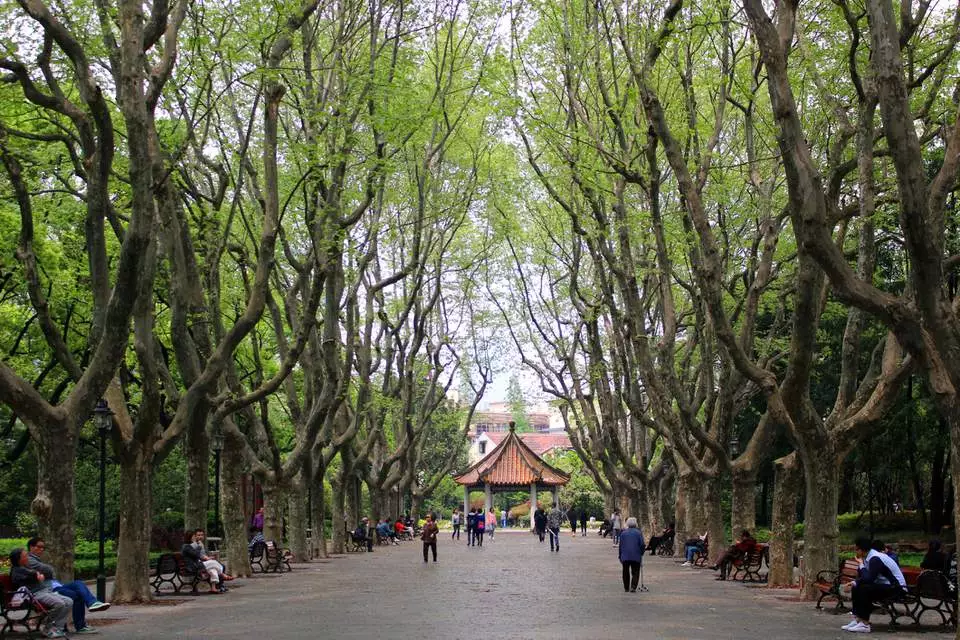 Plane-tree-lined street in the French Concession with Art Deco architecture and dappled sunlight