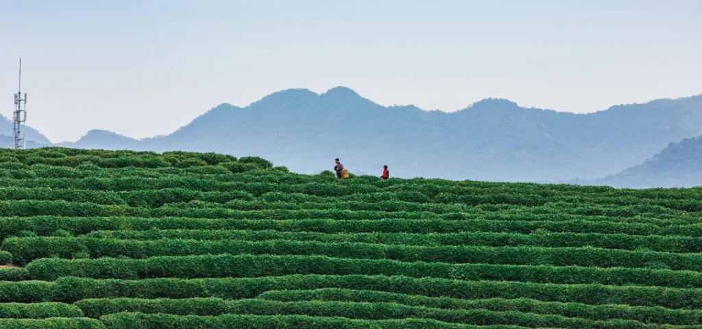 Longjing Tea Plantations