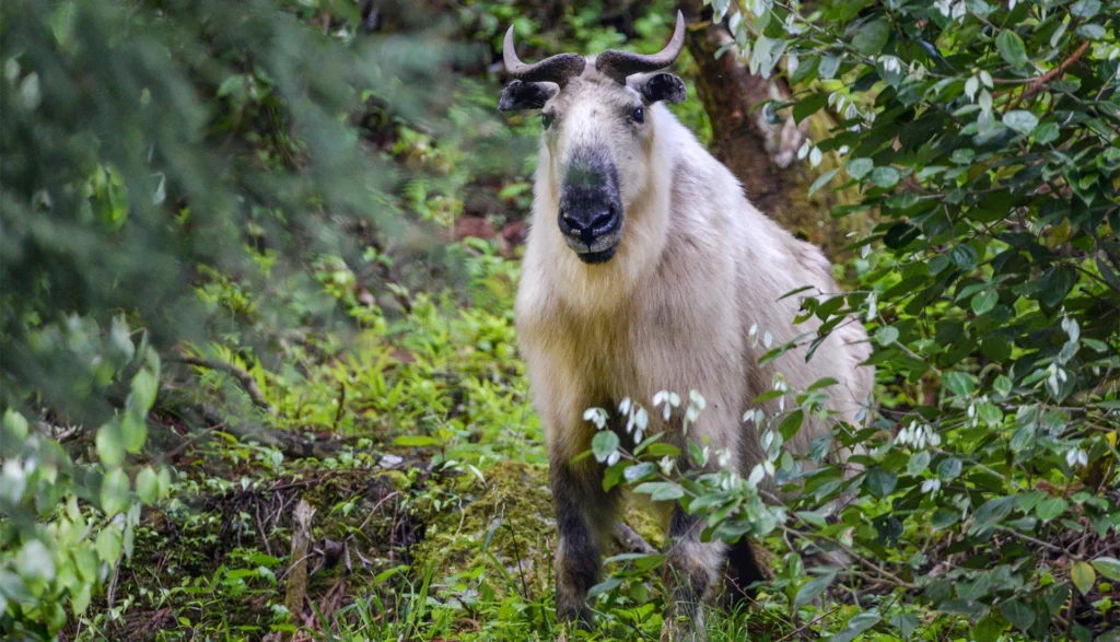 The Best Wildlife Experiences in China