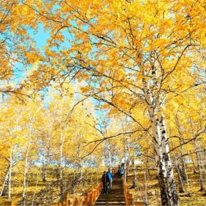 6 Days Best Hulunbuir Tour: Grassland, Wetland, Lake & Border Culture