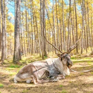 6 Days Best Hulunbuir Tour: Grassland, Wetland, Lake & Border Culture