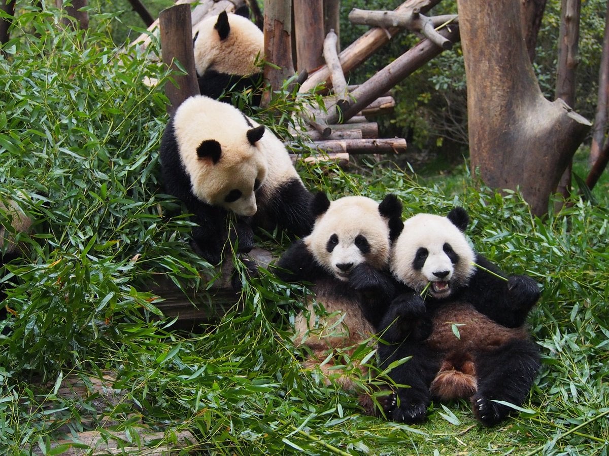 Panda cub at Chengdu Research Base