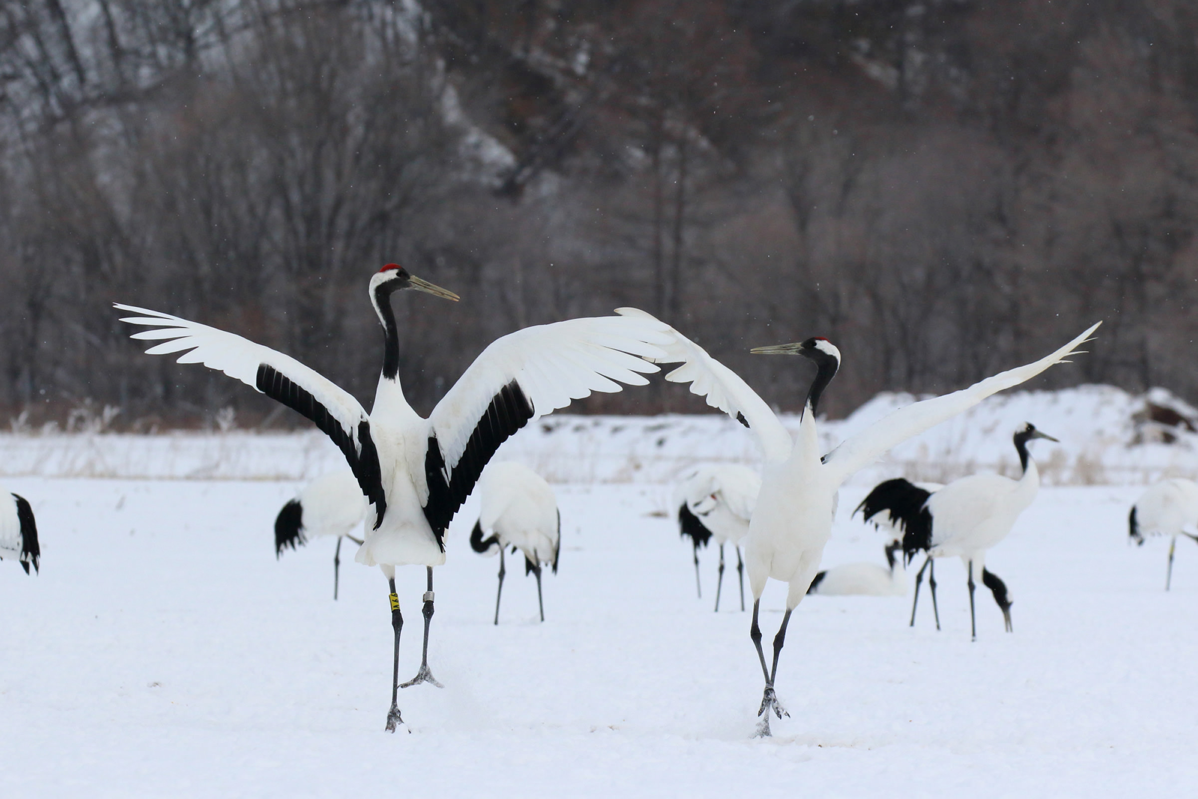 Red-crowned Crane