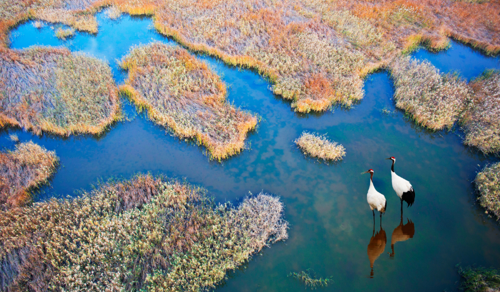 Yancheng Red-crowned Crane Tour