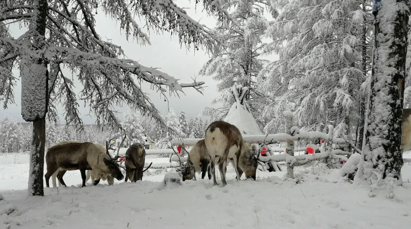 Hulunbuir Winter Tour