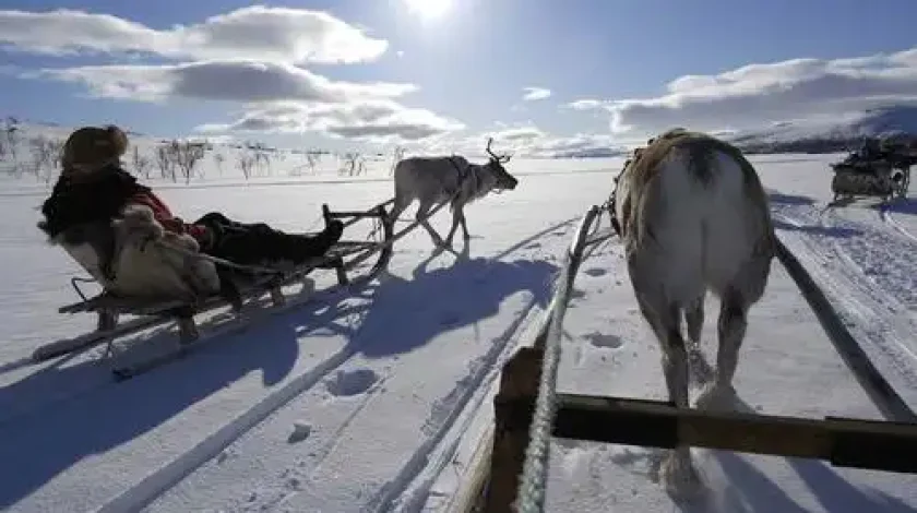 Deer pulling sleigh