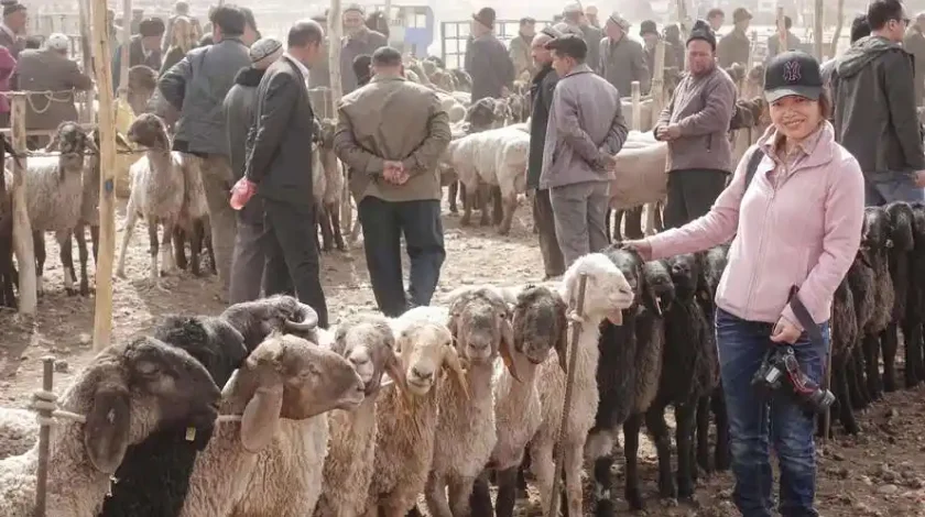 Livestock Market