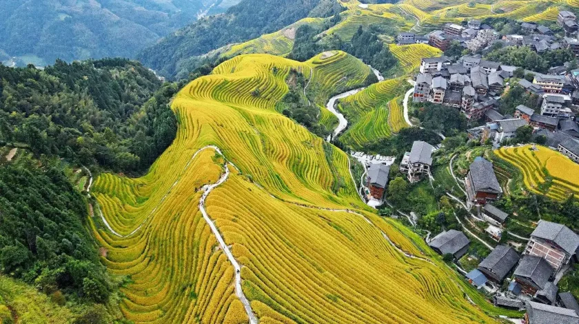 Longji Rice Terraces