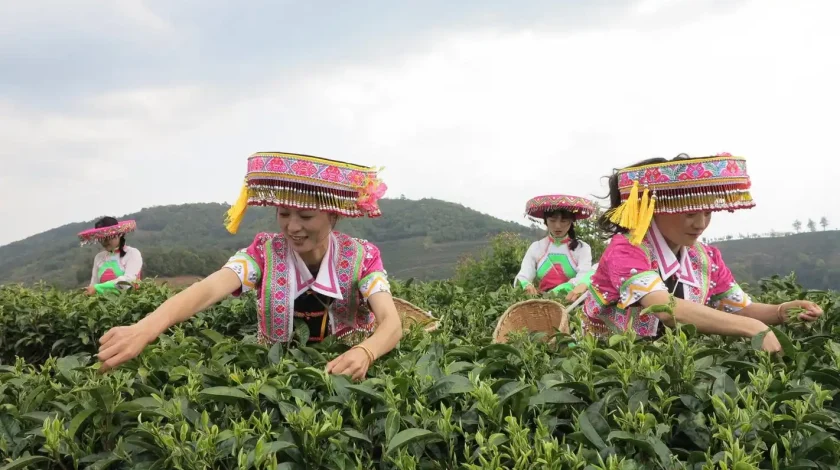 Pick tea leaves