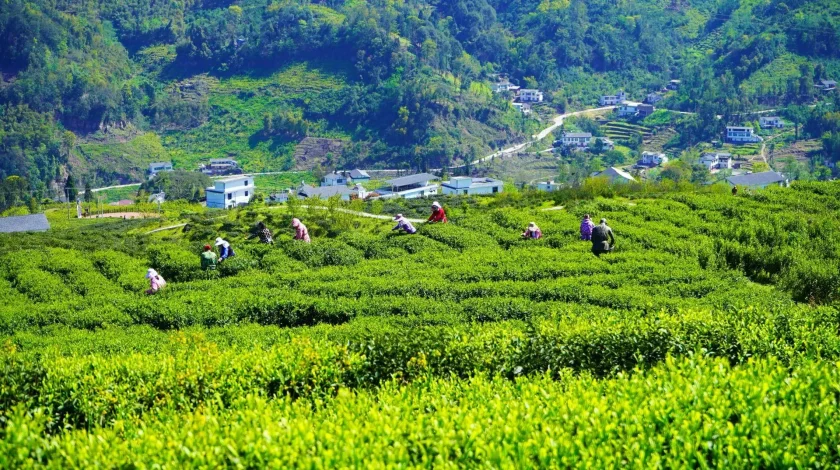 Picking tea leaves