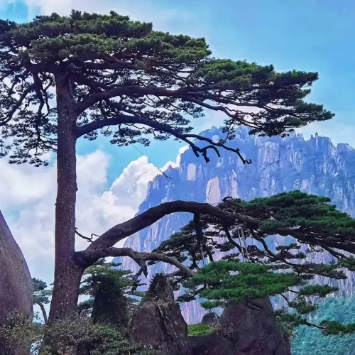 appreciate the beauty of Huangshan