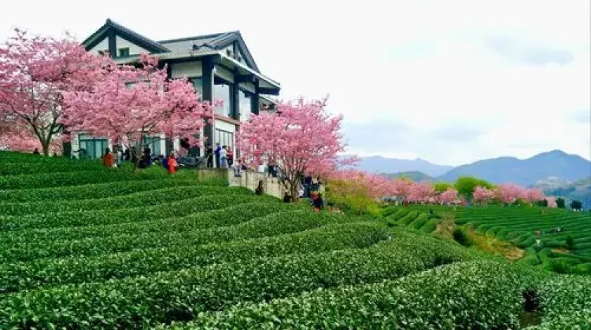 cherry blossom forests