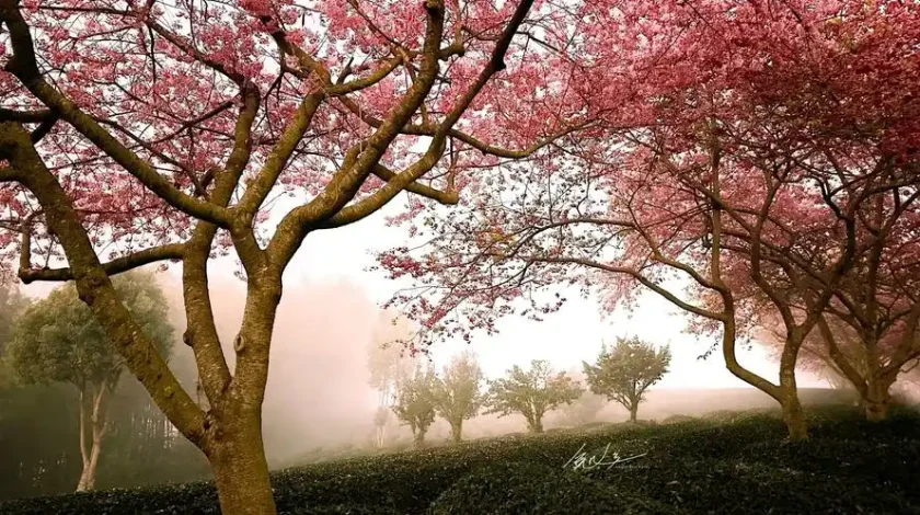 cherry blossom forests