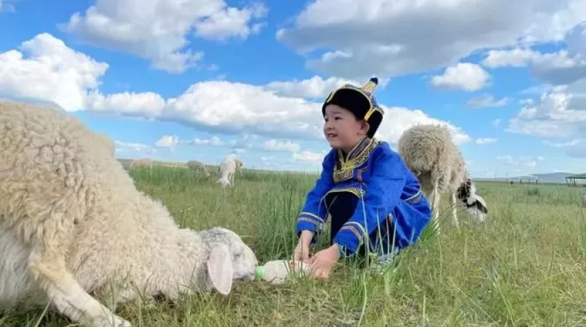 feeding lambs