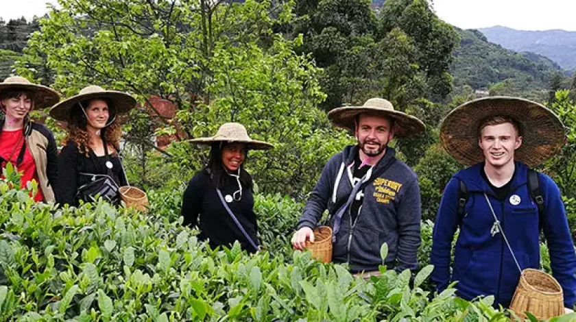 tea-garden