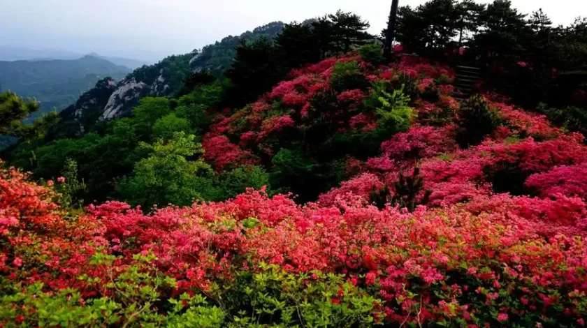 the sea of ​​rhododendrons