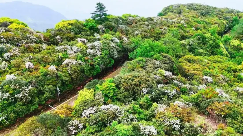 the sea of ​​rhododendrons