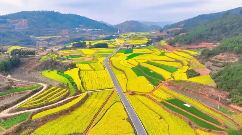 ​​yellow rapeseed flowers