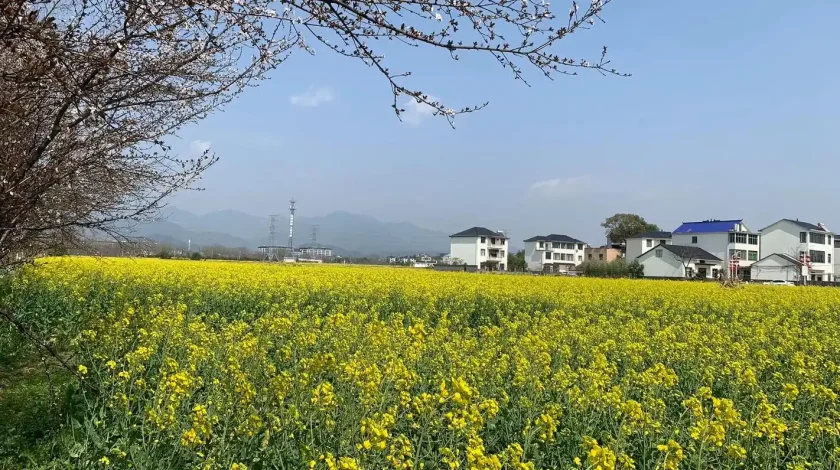 ​​yellow rapeseed flowers