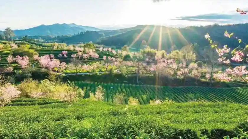 Hangzhou Tea Garden